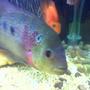 freshwater fish - cichlasoma sp. - flower horn cichlid stocking in 160 gallons tank - My Lovley Flower Horn