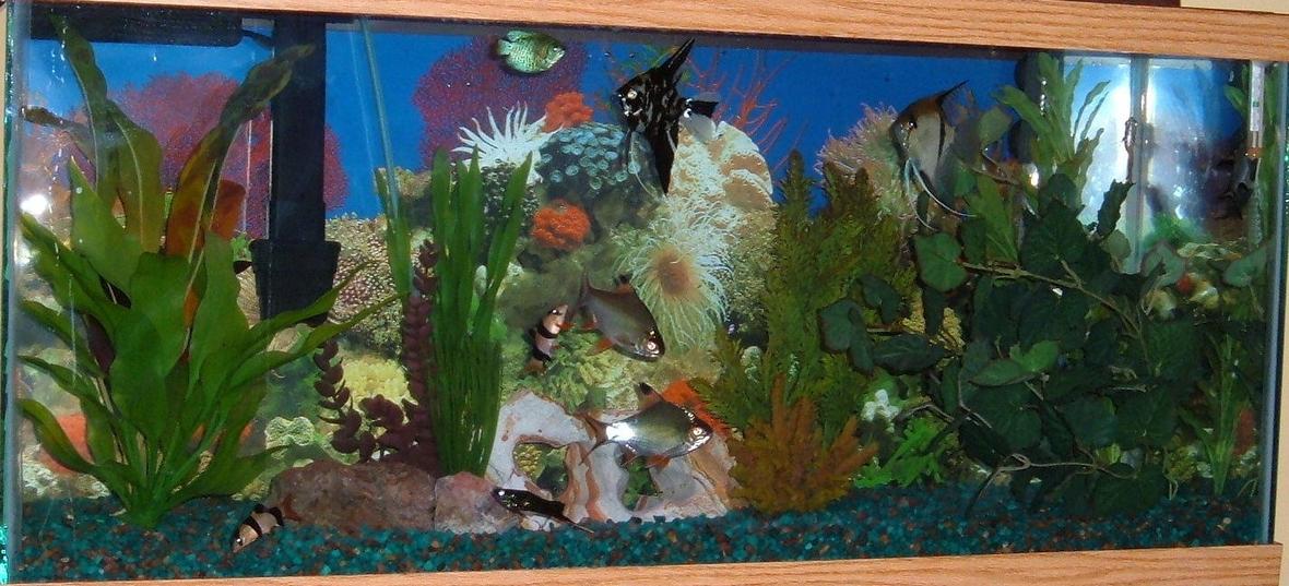 30 gallons freshwater fish tank (mostly fish and non-living decorations) - My 30 gallon freshwater tropical tank.