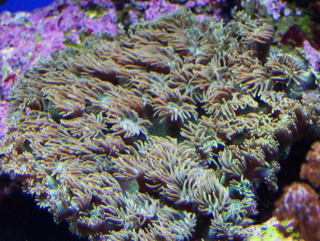 corals inverts - turbinaria peltata - cup coral, pagoda stocking in 65 gallons tank - cup
coral
