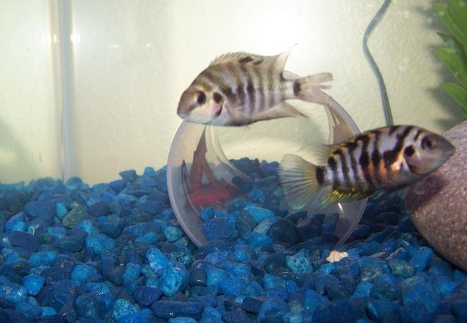 freshwater fish - archocentrus nigrofasciatus - black convict cichlid stocking in 29 gallons tank - They had just had babies.