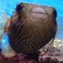 saltwater fish - diodon holocanthus - porcupine puffer stocking in 55 gallons tank - My Porcupine Puffer