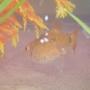 freshwater fish - puntius sachsii - gold barb stocking in 29 gallons tank - a gold barb