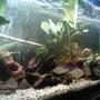 70 gallons freshwater fish tank (mostly fish and non-living decorations) - tank