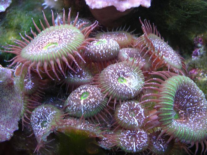 corals inverts - protopalythoa sp. - green button polyps stocking in 55 gallons tank - Some green corallimorphians in the tank with a Queen angelfish.