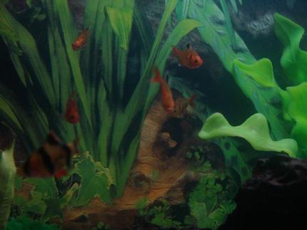 freshwater fish - puntius tetrazona - tiger barb stocking in 25 gallons tank - Serpae Tetra, Tiger Barb
