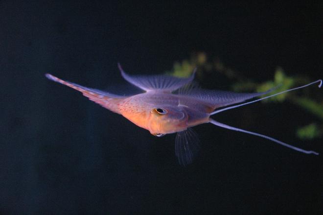 freshwater fish - pterophyllum sp. - white blushing angel stocking in 90 gallons tank - my angel