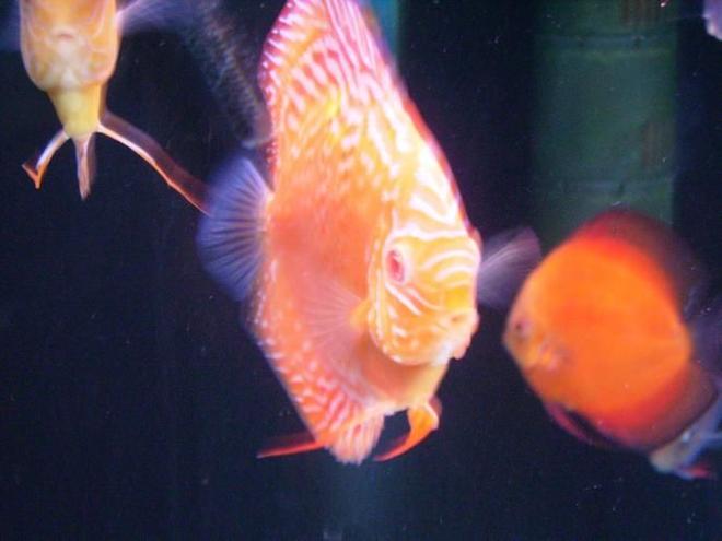 freshwater fish - albino leopard snakeskin discus stocking in 150 gallons tank - Albino Leopard
