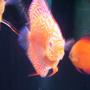 freshwater fish - albino leopard snakeskin discus stocking in 150 gallons tank - Albino Leopard