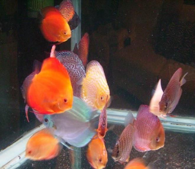 freshwater fish - red melon discus stocking in 150 gallons tank - Dinner Time!