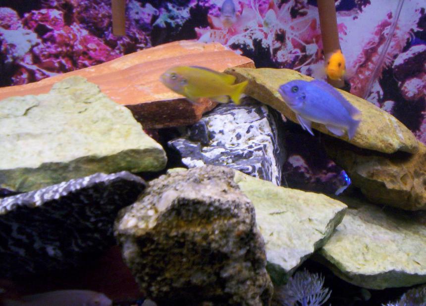 Rated #2085: Freshwater Fish - Labidochromis Caeruleus - Electric Yellow Cichlid Stocking In 75 Gallons Tank - Some pics of my fish
