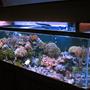125 gallons reef tank (mostly live coral and fish) - 125 gallons reef 2-175watts MH Reeflux 10K + 2-160watts VHO Remora AquaC Pro Skimmer 3-Koralia PH's 1/4hp chiller