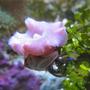 fish tank picture - Blue leg hermit with mushroom in my 125 gallons reef
