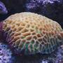 fish tank picture - Favia Brain coral in my 125 gallons reef