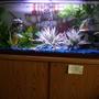 55 gallons freshwater fish tank (mostly fish and non-living decorations) - 55 gal