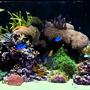 180 gallons reef tank (mostly live coral and fish) - 180G mixed reef