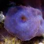 corals inverts - actinodiscus sp. - blue mushroom stocking in 125 gallons tank - Blue Mushroom in 125 reef