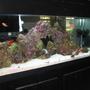 75 gallons reef tank (mostly live coral and fish) - Updated Image 2/8/2008
