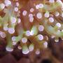 corals inverts - euphyllia paradivisa - frogspawn coral stocking in 125 gallons tank - Detail of Frogspawn in 125 reef