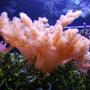 corals inverts - cladiella sp. - cauliflower colt coral stocking in 125 gallons tank - Colt coral in 125 reef