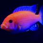 freshwater fish - pseudotropheus estherae - red zebra cichlid stocking in 55 gallons tank - My Red Zebra that has amazing color and is a very bright fish in my tank. This fish may be the biggest in my tank but it is very friendly and not agressive at all