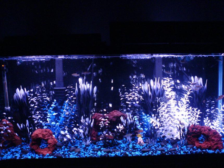 Rated #2256: 55 Gallons Freshwater Fish Tank - 55 Gallon Fish Tank/
Black Background/
Small Black and Blue Rocks /
Large Black Rocks/
4 Lava Rocks/ 
Plastic Plants - White, Blue, Black/
1 Snail Decoration (NO FISHING)/
60 Gallon Air Pump/
Black Air Hoses/
3 Large Bubble Bars (back of tank)/
90 Gallon Water Heater (left corner)/
2 Digital Temp. Gages (left & right of tank)/
2 Bio-Wheel Emperor 280 Filters/
(1 Bio-Wheel, filters 50 gallons of water)/
2 Active Carbon Attachments/