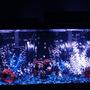55 gallons freshwater fish tank (mostly fish and non-living decorations) - 55 Gallon Fish Tank/ Black Background/ Small Black and Blue Rocks / Large Black Rocks/ 4 Lava Rocks/ Plastic Plants - White, Blue, Black/ 1 Snail Decoration (NO FISHING)/ 60 Gallon Air Pump/ Black Air Hoses/ 3 Large Bubble Bars (back of tank)/ 90 Gallon Water Heater (left corner)/ 2 Digital Temp. Gages (left & right of tank)/ 2 Bio-Wheel Emperor 280 Filters/ (1 Bio-Wheel, filters 50 gallons of water)/ 2 Active Carbon Attachments/