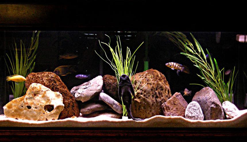 Rated #47: 55 Gallons Freshwater Fish Tank - Mix male tank.