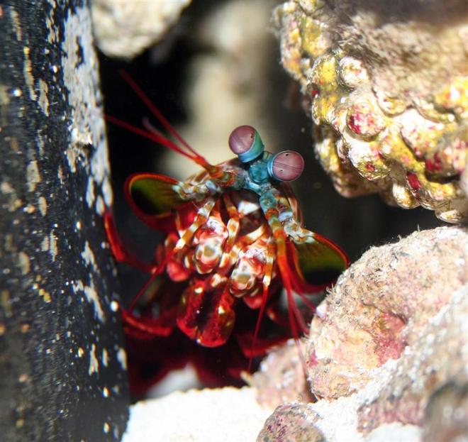 corals inverts - odontodactylus scyllarus - clown mantis shrimp stocking in 24 gallons tank - O. Scyllarus
