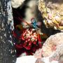 corals inverts - odontodactylus scyllarus - clown mantis shrimp stocking in 24 gallons tank - O. Scyllarus