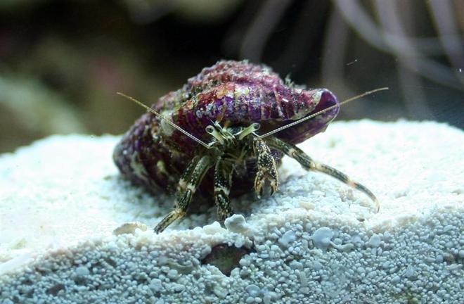 corals inverts - clibanarius sp. - dwarf yellow tip hermit crab stocking in 24 gallons tank - Hermit Crab with an obscenely purple shell