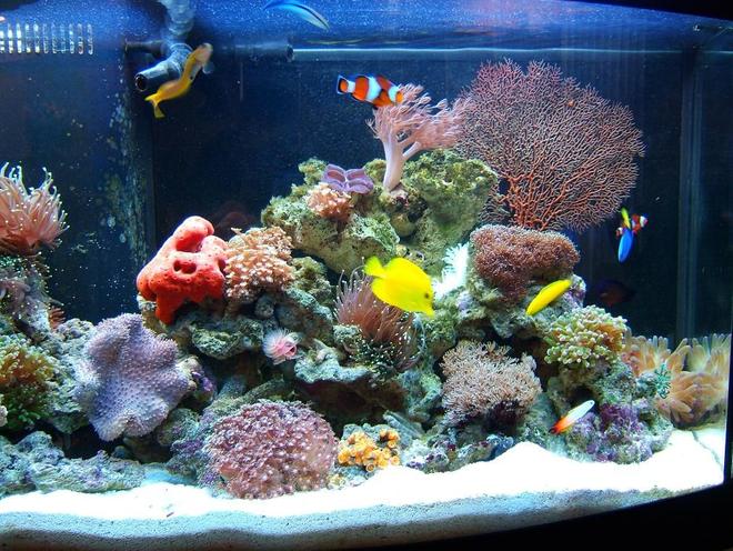 72 gallons reef tank (mostly live coral and fish) - New Stuff!!!