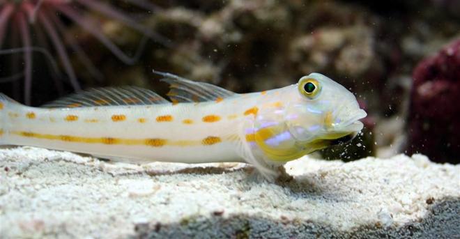 saltwater fish - valencienna puellaris - diamond watchman goby stocking in 24 gallons tank - drOrange Diamond Gobyibbling some sand off his lip