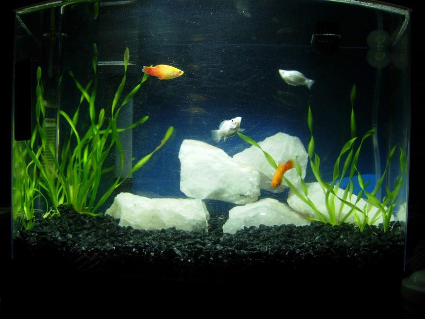 Rated #3326: 5 Gallons Freshwater Fish Tank - 5 gallon freshwater bowfront tank