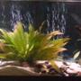 55 gallons freshwater fish tank (mostly fish and non-living decorations) - my tnak