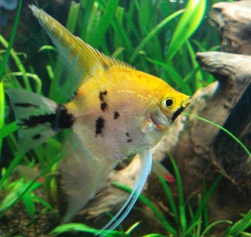 Rated #1025: Freshwater Fish - Pterophyllum Sp. - Koi Angel Stocking In 26 Gallons Tank - Koi Angel?