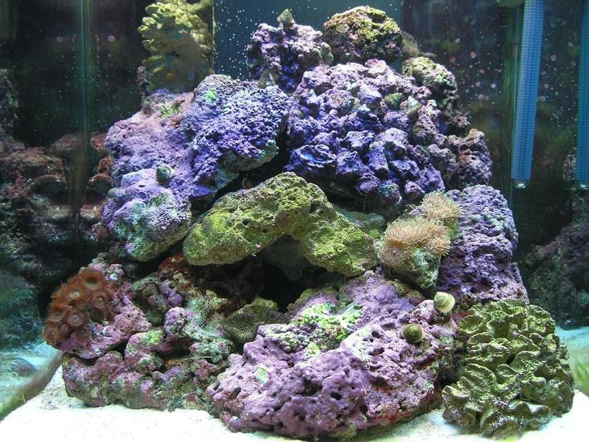 Rated #41: 60 Gallons Saltwater Fish Tank - 60 gal cube