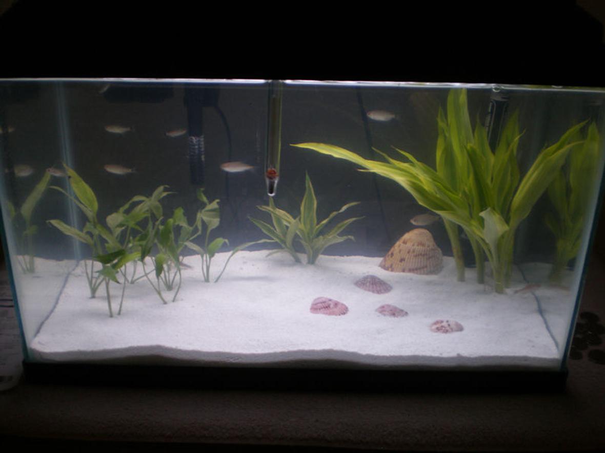10 gallons planted tank (mostly live plants and fish) - In the works...
