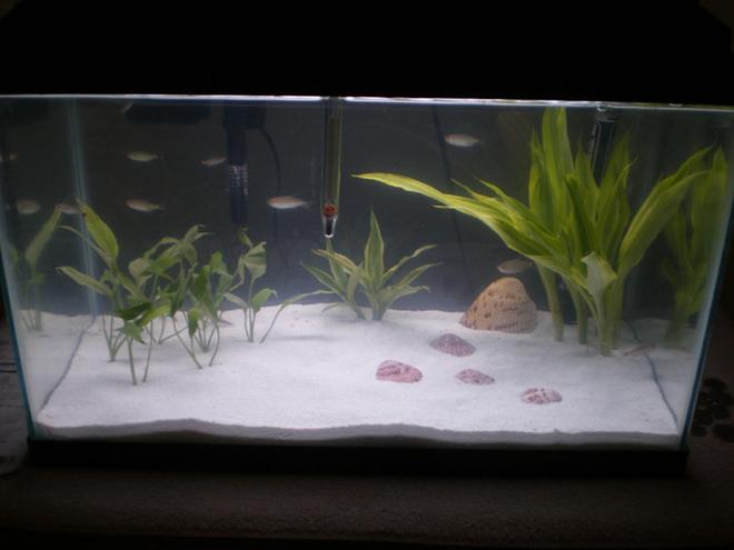 10 gallons planted tank (mostly live plants and fish) - In the works...