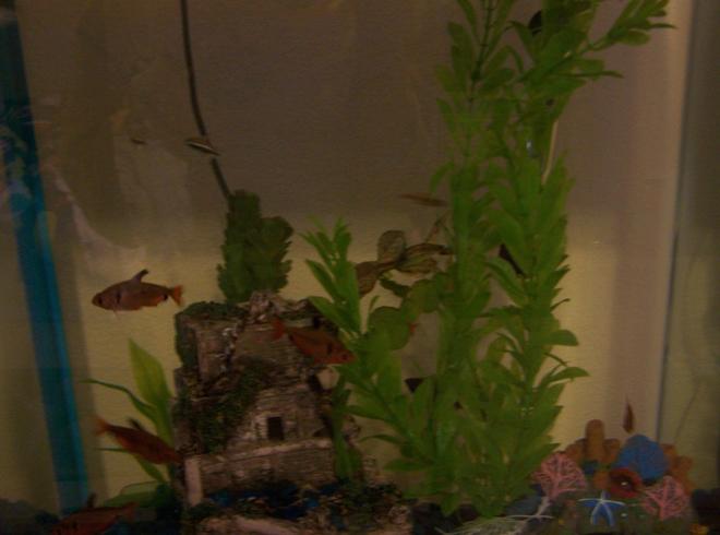 29 gallons freshwater fish tank (mostly fish and non-living decorations) - serpae tetras