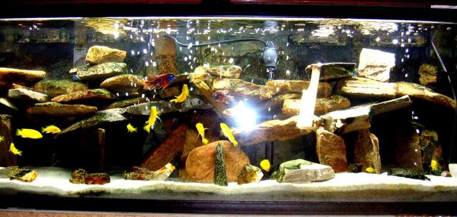 60 gallons freshwater fish tank (mostly fish and non-living decorations) - 60g malawi tank...
filtered by two penguin 350 biowheel filters, and a 660gph under gravel jet system with fine sponge on the intake tube... 
lighting is a home depot light fixture with two phillips 40w bulbs...
one large piece of egg crate cut to accomodate the undergravel jet system...
substrate is target play sand from home depot...
rock background is three tiles of slate made to fit... 
aeration via 48" marineland flexible bubble wand powered by a whisper 100 pump...
heated by a 300w ebo-jager...