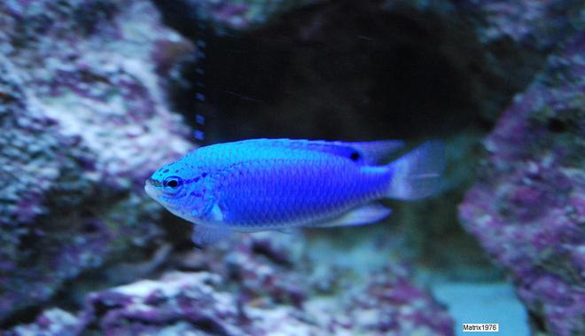 saltwater fish - chrysiptera cyanea - blue damselfish stocking in 280 gallons tank - Blue Devil Damsel