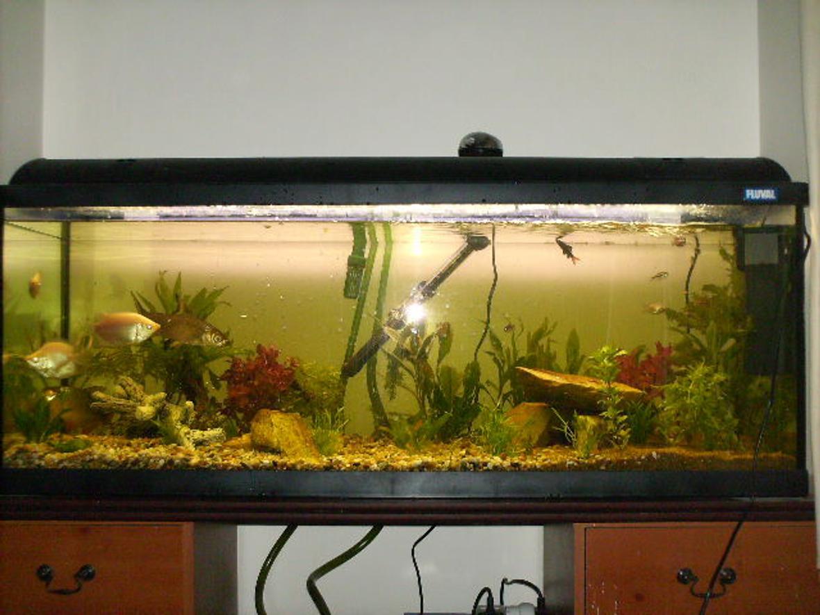 70 gallons planted tank (mostly live plants and fish) - fluval duo 1200 with live plants, eheim external filter, and internal filter aquaone and air stone