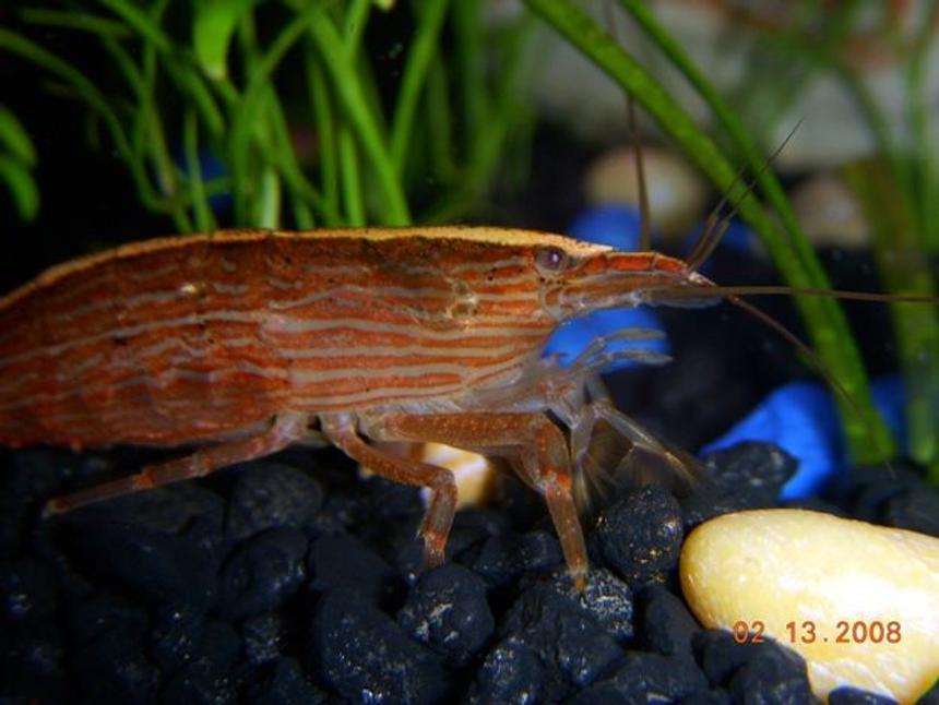 Rated #68: Corals Inverts - Atyopsis Moluccensis - Bamboo Shrimp Stocking In 55 Gallons Tank - Our Bamboo Shrimp.  He hides in our bubbler and comes out at night.  Awesome little critter!

Bad News!  This poor guy molted the other day and somebody picked on him in his fragile state.  He is no more.