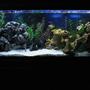 55 gallons freshwater fish tank (mostly fish and non-living decorations) - 55 gallon (48x13x21) 6x Gephyrochromus Acei 4x Labidochromus Caeruleus 3x Pseudotropheus Socolofi 3x Metriaclima Callainos 1x Metriaclima Estherae 1x Aulonocara Jacobfreibergi