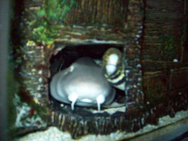 saltwater fish - echidna nebulosa - snowflake eel stocking in 90 gallons tank - shark and snowflake hanging out