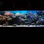 240 gallons reef tank (mostly live coral and fish) - full tank shot