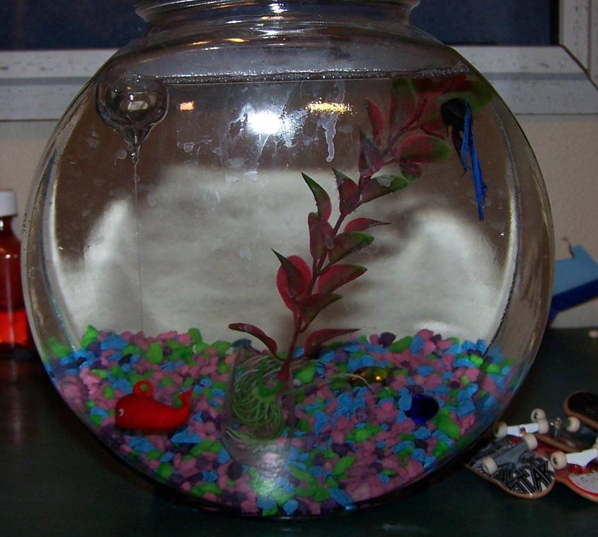 Rated #4335: 1 Gallon Freshwater Fish Tank - a male betta