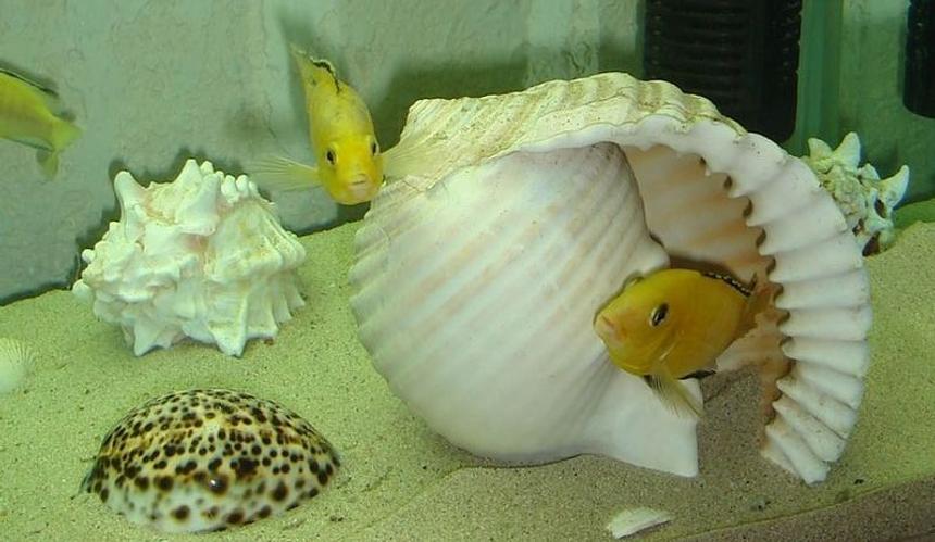 Rated #1087: Freshwater Fish - Labidochromis Caeruleus - Electric Yellow Cichlid Stocking In 45 Gallons Tank - ciclido amarillo electroco saliendo de su guarida, un caracol marino. .