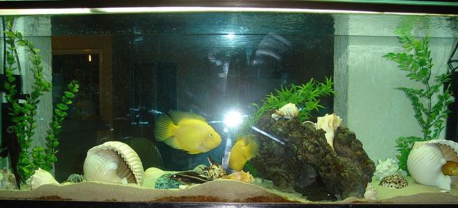 45 gallons freshwater fish tank (mostly fish and non-living decorations) - acuario de ciclidos con caracoles marinos, espero les guste