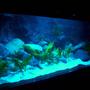 fish tank picture - Night Tanganyika 300